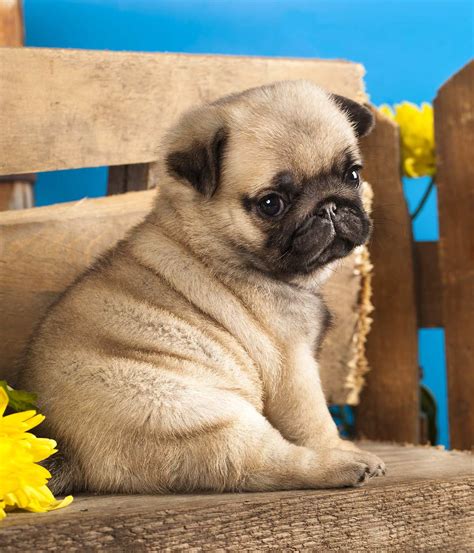 food  pug puppies tasty healthy choices