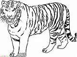 Harimau Kartun Hewan Mewarnai Macan Menggambar sketch template