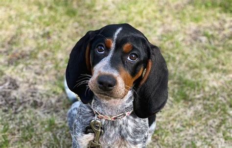 interesting facts  coonhounds page    buzzsharercom