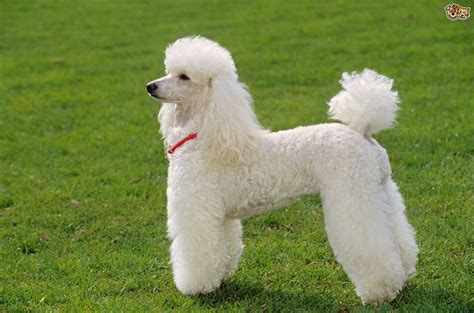 miniature poodle dog breed information buying advice   facts