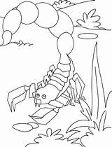 Scorpion Coloring Pages Tailed Fat Children Real Cute sketch template