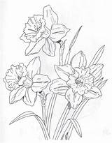 Flower Daffodil Drawing Coloring Flowers Pages Drawings Daffodils Choose Board Ink Pen Colouring sketch template