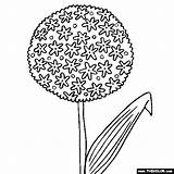 Allium Thecolor Designlooter sketch template
