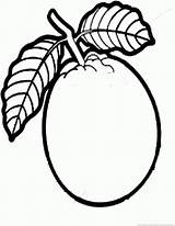 Guava Colouring Coloring Pages Fruit Clipart Clip Tree Template sketch template