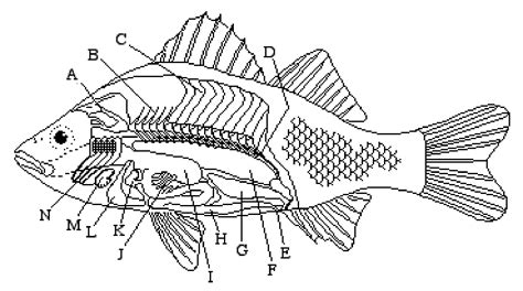 images  fish labeling worksheet internal fish anatomy worksheet children rainbow