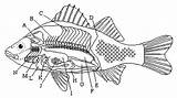 Fish Worksheet Anatomy Internal Labeling Diagram Blank Worksheeto Via sketch template