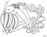 Coloring Banana Bananas Tree Pages Fruits Bunch Plants Printable Monkey Cherry Clip Pineapple Bee Eating Grapes Popular Gif Peaches Leaf sketch template