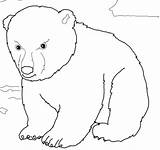 Bear Coloring Polar Pages Cub Color Cute Printable Face Supercoloring Print Getcolorings Online 1024px 1088 07kb sketch template