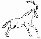 Antelope Sable Coloring Pages Wildebeest Springbok Runs Blue Animal Drawing Printable Drawings Animals Designlooter Colorings Getdrawings Color Getcolorings 1kb 1500 sketch template