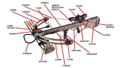 crossbow  deer hunting  types budgets brands