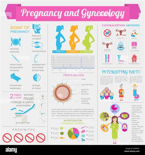 gynecology and pregnancy infographic template motherhood elements