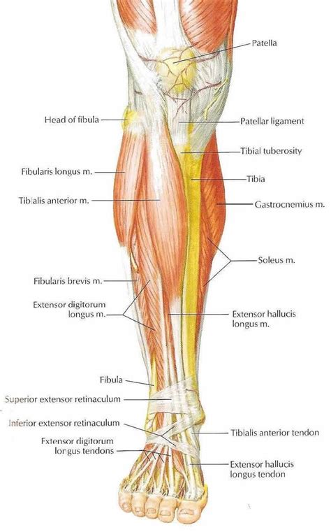 image result  muscles  front  leg muscle anatomy leg anatomy