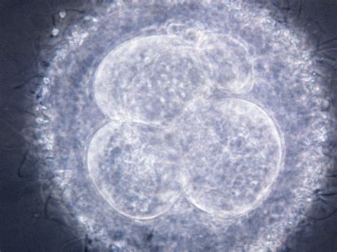 embryo research  reduce    vitro fertilization raises
