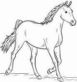 Colouring حصان الرسم تعليم بخطوه بالقلم وبسيطه سهله sketch template
