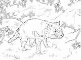 Tasmanian Tasmania Diavolo Disegni Mammals Designlooter Printmania sketch template