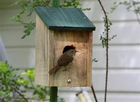 carolina wren bird house bird house bird bird houses