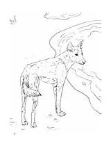 Dingo Coloring Canis Lupus sketch template