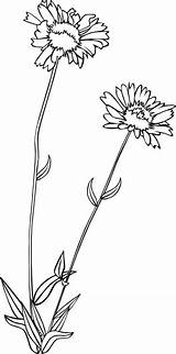 Wild Wildflower Flower Clipart Clip Outline Gaillardia Flowers Vector Svg Aristata Gg Blanketflower Common Plants Drawing Floral Bw Cliparts Drawings sketch template