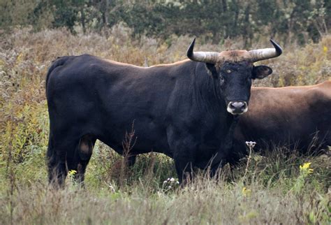 aurochs  extinctions