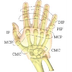 human hand joints  scientific diagram
