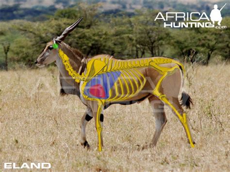 hunting eland africahuntingcom