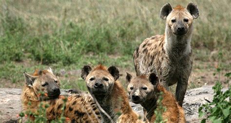 male hyenas leave    content  stay home science news
