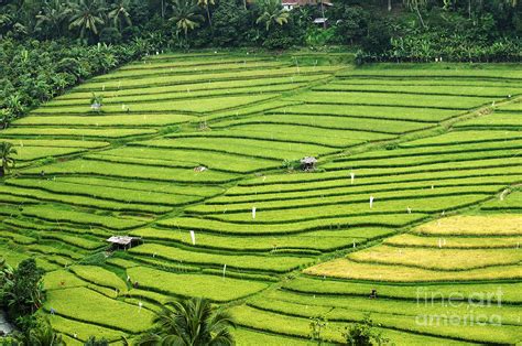 Bali Indonesia Rice Fields Photograph By Bob Christopher Fine Art America