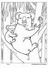 Koala Animal Colouringpages Mammals Echidna sketch template