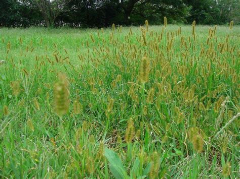 identifying common pennsylvania grasses grass lush lawn summer grass