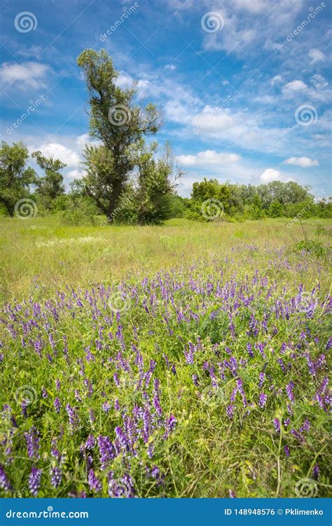steppe flowers stock images   royalty   page