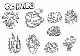 Coloring Corals Pages sketch template