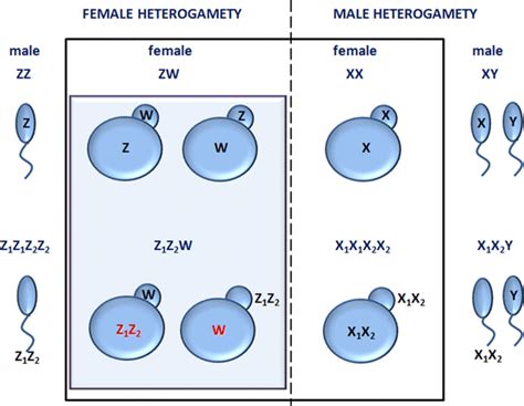 Multiple Sex Chromosomes In The Light Of Female Meiotic