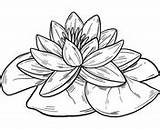 Water Lily Coloring Pages sketch template