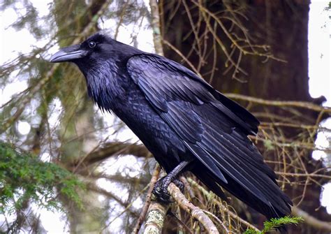 birding  home common raven audubon vermont