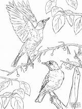 Robins Nest Pettirosso Coloringbay sketch template