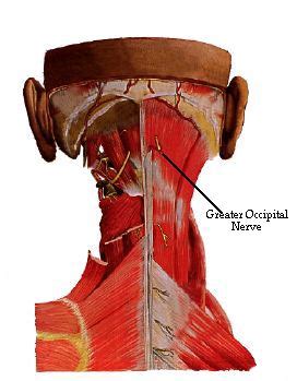 greater occipital nerve wikipedia