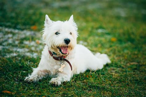 west highland white terrier top dog breed details information