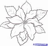 Poinsettia Drawing Christmas Draw Coloring Drawings Flower Step Pages Dragoart Tattoo Poinsettias Outline Printable Flowers Painting Watercolor Para Kids Clipart sketch template