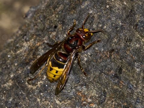 european hornet extermination removal information