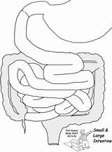 Organs Sized Digestive Humano Digerente Exploringnature Scienza Feudal Apparato Dientes Scienze Lungs Cone Organos Besök Educazione Insegnando Lezioni Fabulous sketch template