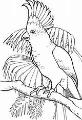 Burung Mewarnai Tua Kakak sketch template