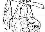 Coloring Sloth Pages Cute Toed Drawing Three Getcolorings Getdrawings Printable Animals Easy sketch template