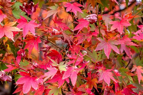 maple trees   fall color