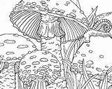 Amanita Muscaria Agaric sketch template