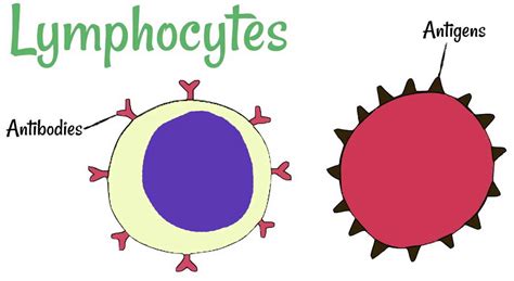 lymphocytes function types normal range   high