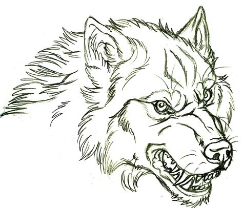 wolf face drawing wolf sketch wolf drawing