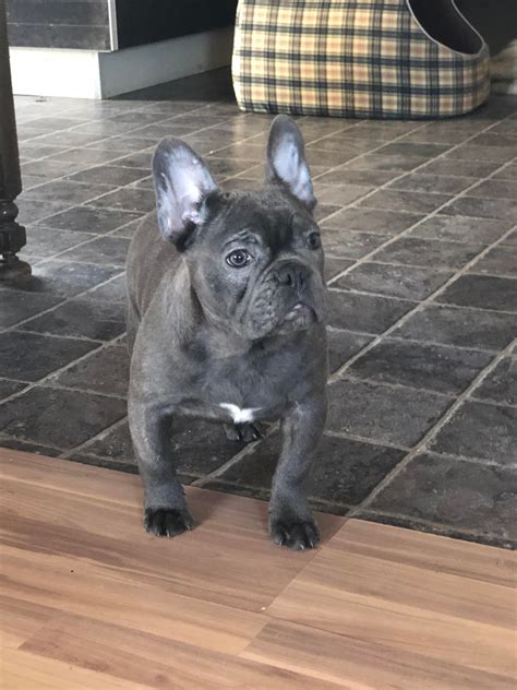 frank  blue frenchie frenchbulldogs