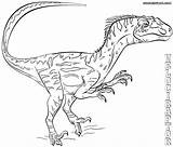 Raptor Ausmalbilder Dino Getcolorings Velociraptor sketch template