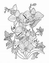Coloring Pages Adult Orchid Hummingbirds Hummingbird Orchids Flower Template Etsy Digital Popular Printable Punch Needle Pattern Sold Bird Print sketch template