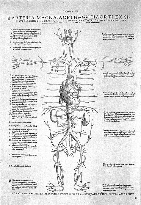 file tabulae anatomicae sex by vesalius wellcome l0002233 wikimedia commons